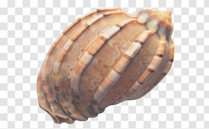 Cockle Seashell Conch - Shellfish Transparent PNG