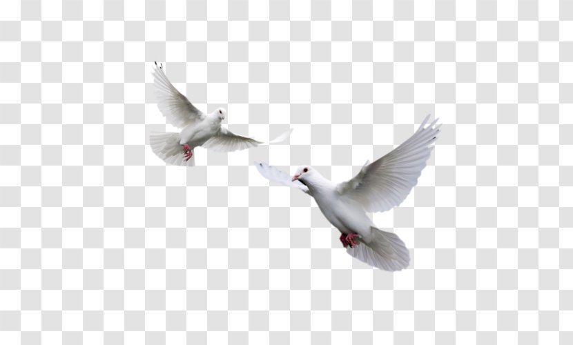 Columbidae Rock Dove Homing Pigeon Bird - Fauna Transparent PNG