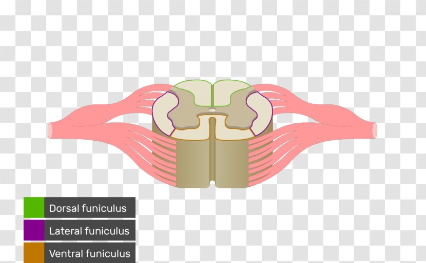 Spinal Cord White Matter Nerve Tract Anatomy Medulla Oblongata - Brainstem - Vertebral Column Transparent PNG