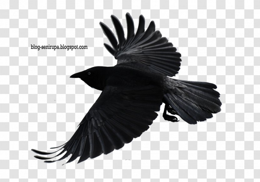Desktop Wallpaper High-definition Television 1080p Video Display Resolution - Drawing - Crow Transparent PNG