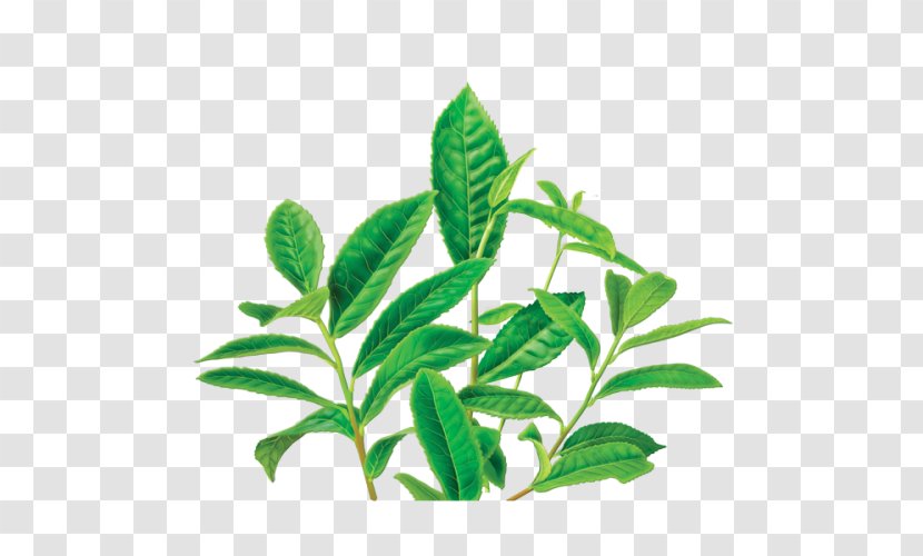 Green Tea Earl Grey Plant Herbal - Bag Squeezer Transparent PNG