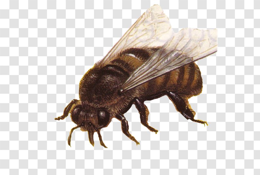 Western Honey Bee L'apiculture Beekeeping Bumblebee - Organism Transparent PNG