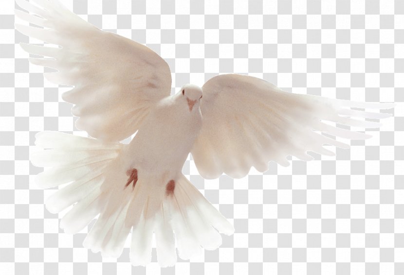 Columbidae Doves As Symbols Holy Spirit Peace God - Pigeons And - Jesus Transparent PNG