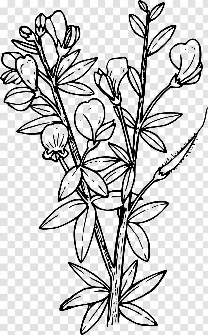 Coloring Book Scotch Broom Child - Plant Transparent PNG