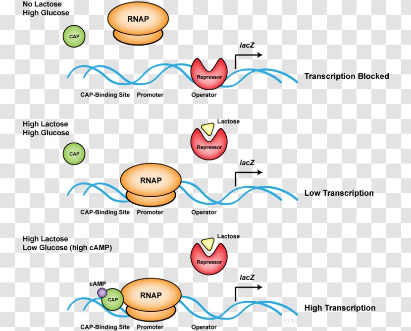 Nucleotide Transcription DNA Replication RNA - Watercolor - Prokaryotic Large Ribosomal Subunit Transparent PNG