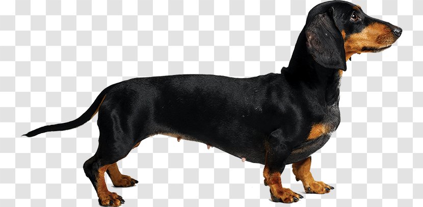 Austrian Black And Tan Hound Dachshund Coonhound Polish Hunting Dog Smaland - Vulnerable Native Breeds - Teckel Transparent PNG