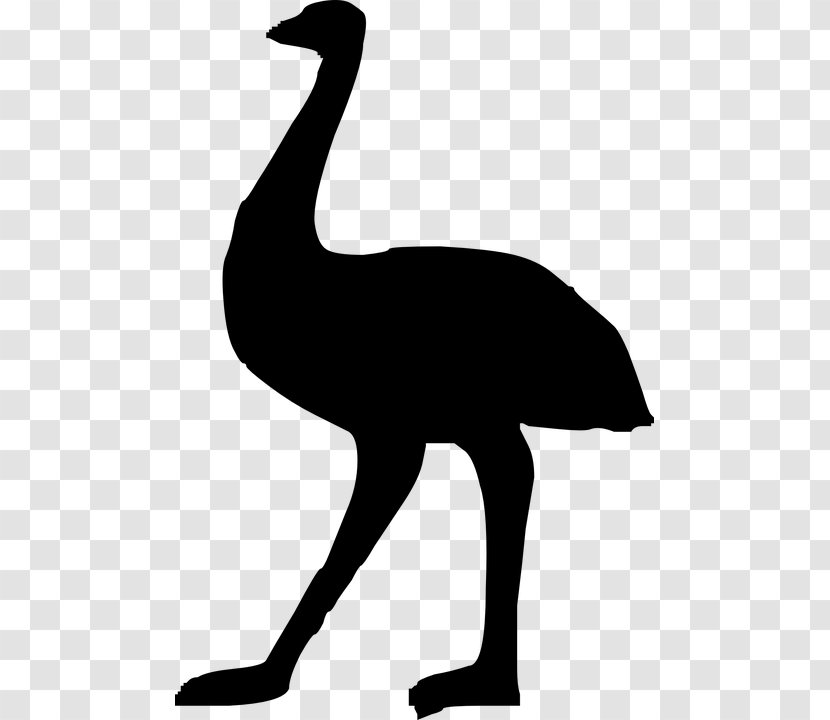 Common Ostrich Emu Clip Art - Silhouette Transparent PNG