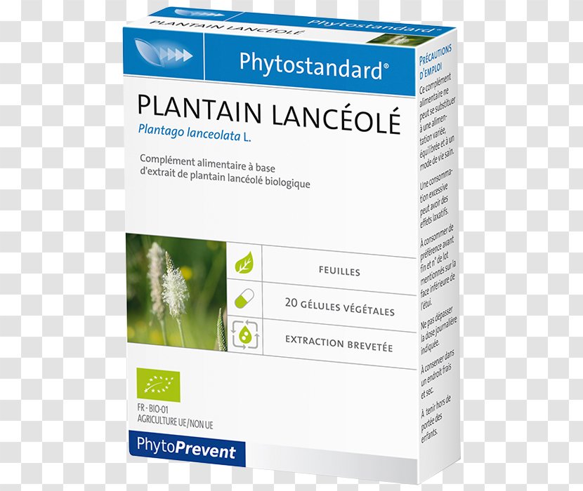 Dietary Supplement Pharmacy Morance Coneflower Capsule - Tablet - Plantain Transparent PNG