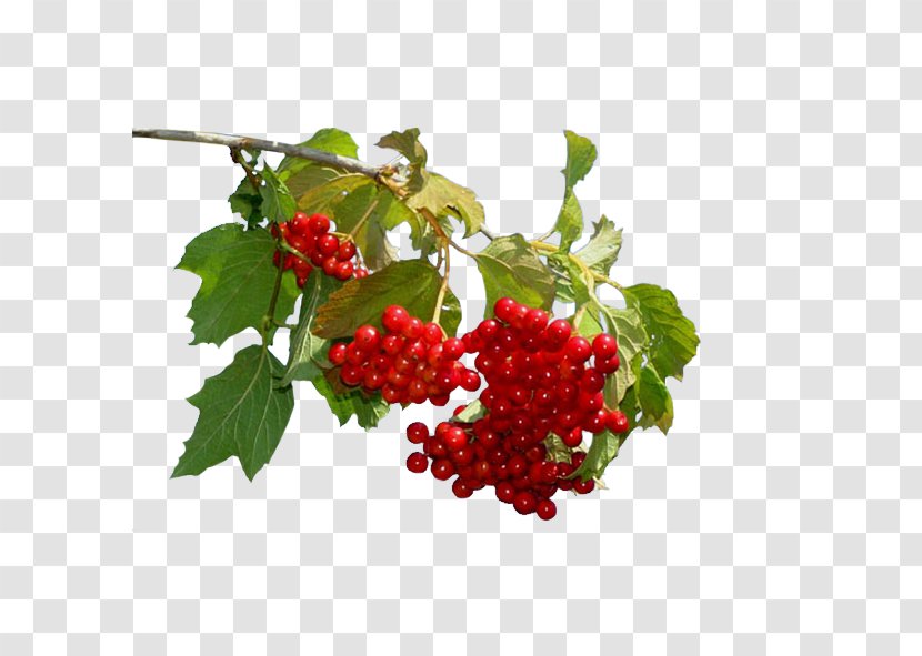 Disease Hypertension Therapy Sinus Infection Guelder-rose - Berry - Tinnitus Transparent PNG