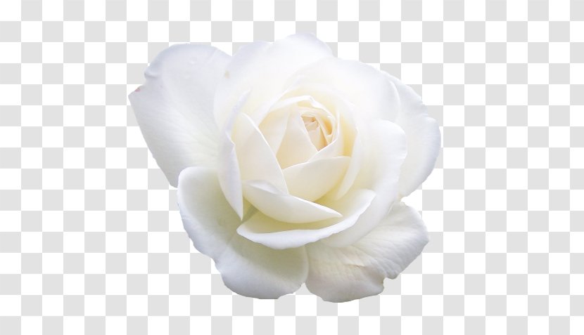 Garden Roses Cabbage Rose Floribunda Cut Flowers - Rendering - Flower Transparent PNG