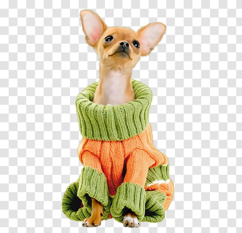 Chihuahua Maltese Dog Techichi Puppy Breed - Lovely Wear Sweater Transparent PNG