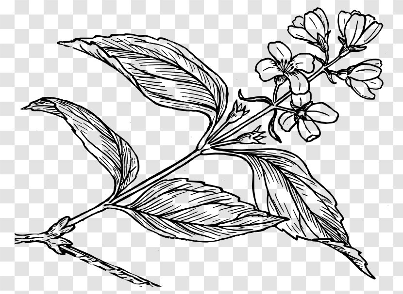 Drawing Botany Flower Common Lilac - Floral Design Transparent PNG