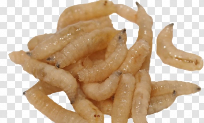Maggot Housefly Larva Insect - Maggots Transparent PNG