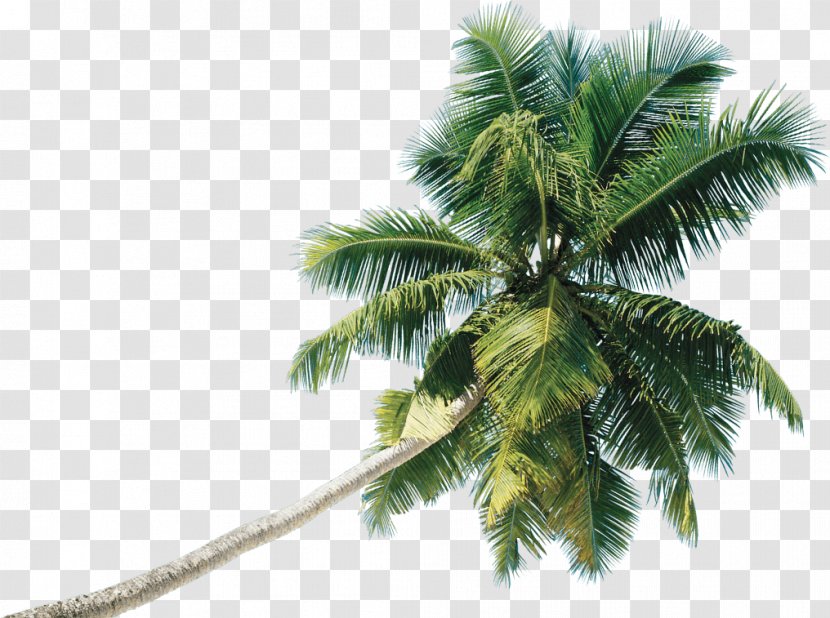 Coconut Tree Clip Art Date Palm - Roystonea Regia Transparent PNG