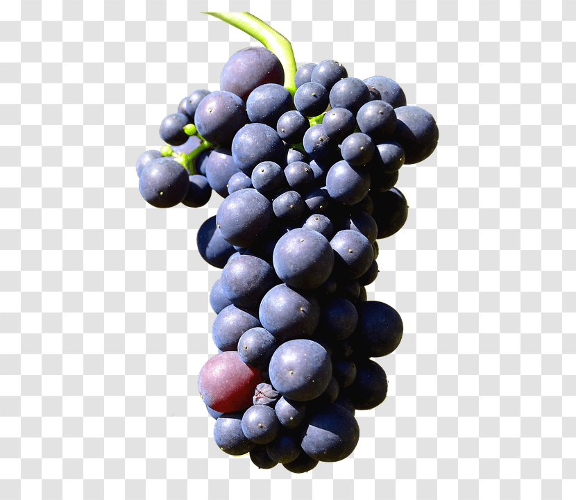 Sultana Grape Trollinger - Bilberry Transparent PNG