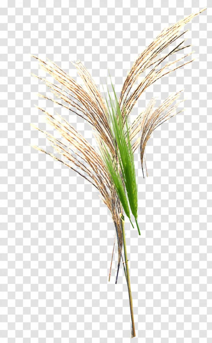 Grasses Google Images Download Broom-corn - Commodity - Green Grass Transparent PNG