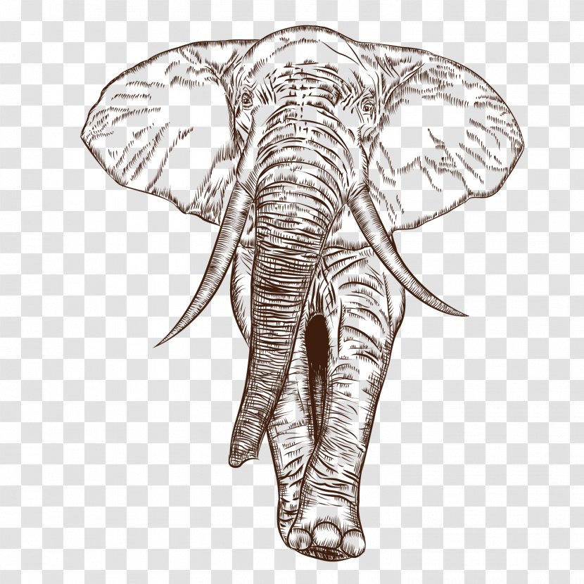 African Elephant Indian Drawing - Nose - Vector Transparent PNG