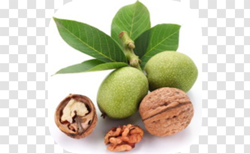 Eastern Black Walnut English Health - Natural Foods Transparent PNG