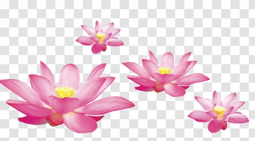 Water Lilies Nelumbo Nucifera Ink Wash Painting Chinese - Sacred Lotus - HD Creative Thouin Transparent PNG