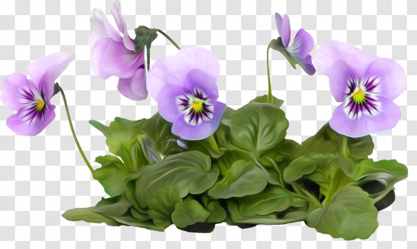 First Day Of Summer Holiday Ansichtkaart - Birthday - Pansy Flower Transparent PNG