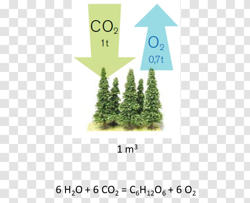 Carbon Dioxide Photosynthesis Tree Sink - Fir Transparent PNG