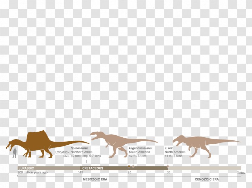 Spinosaurus Giganotosaurus Dopo Questo Lungo Viaggio Horse Apex Predator - Like Mammal - Carnivores Transparent PNG