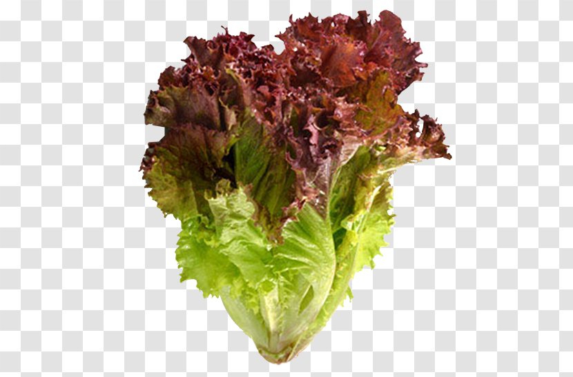 Red Leaf Lettuce Vegetable Salad Seed Transparent PNG