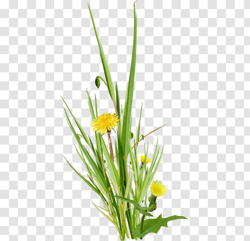 Vector Graphics Royalty-free Image - Flower - Plants Transparent PNG