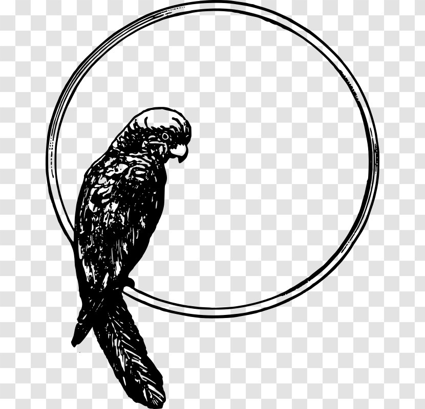 Bird Parrot Drawing Clip Art - Monochrome Transparent PNG
