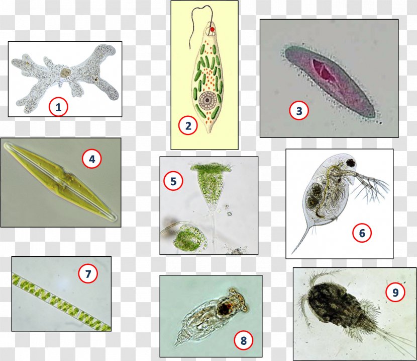 Multicellular Organism Organization - Fauna - Humans Transparent PNG