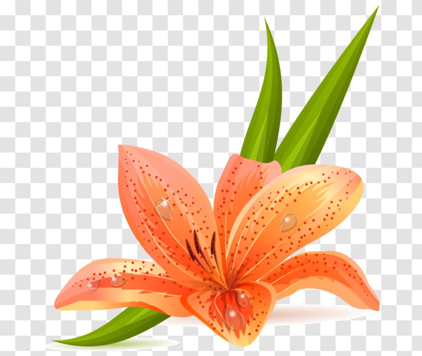 Clip Art Madonna Lily Free Content Tiger - Orange - Quadrate Map Transparent PNG