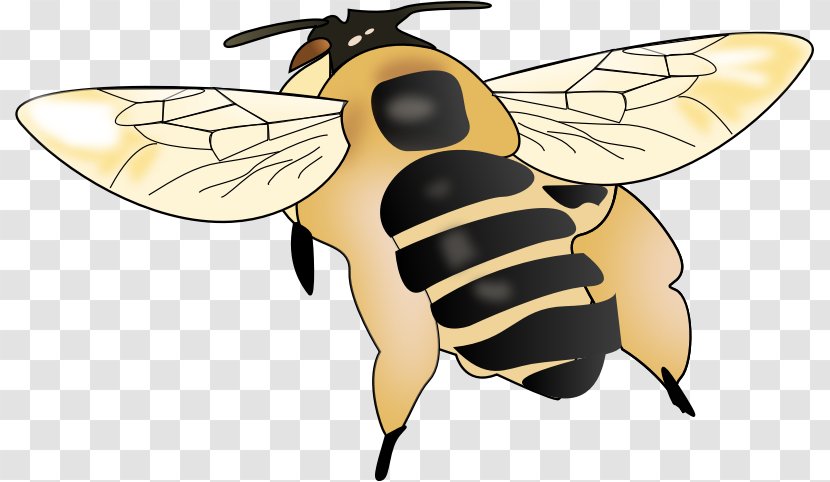 Honey Bee Insect Bumblebee Clip Art - Invertebrate Transparent PNG