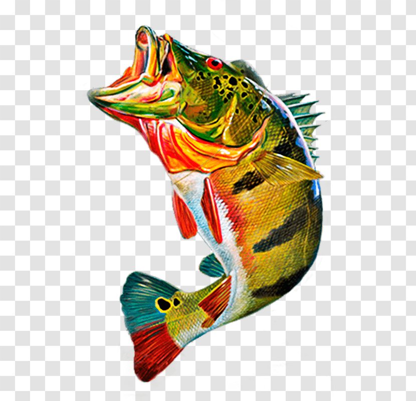 Cichla Ocellaris Peacock Bass Fly Fishing Clip Art Transparent PNG