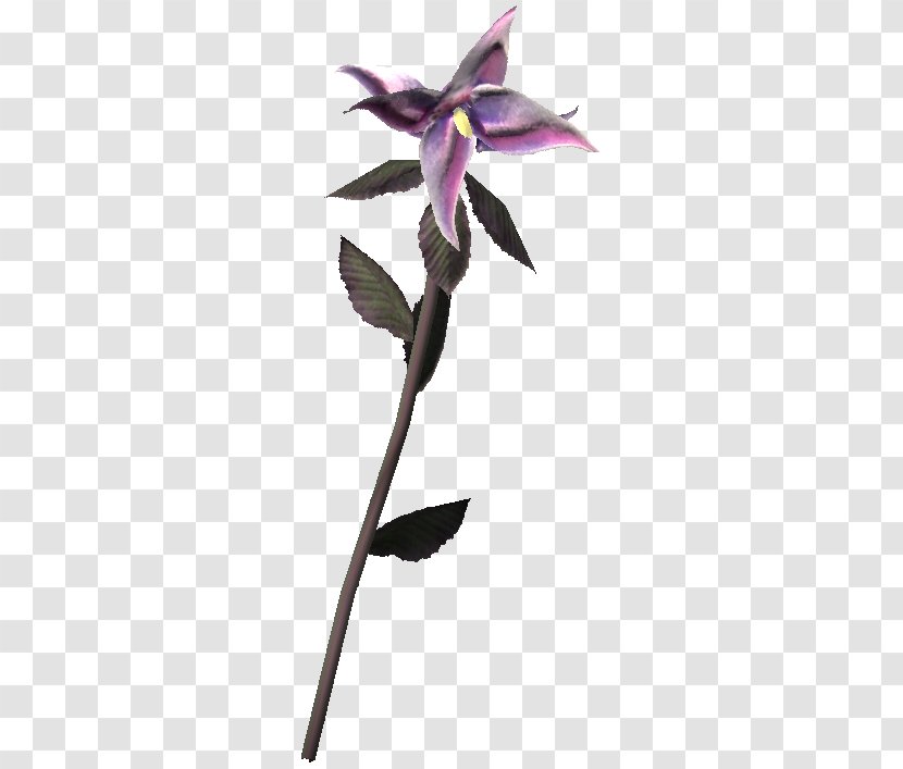 The Elder Scrolls V: Skyrim – Dragonborn Belladonna Video Game Wiki - Flowering Plant - Petal Transparent PNG
