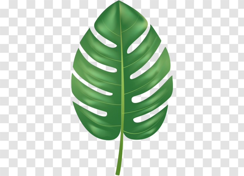 Leaf - Green - Plant Transparent PNG