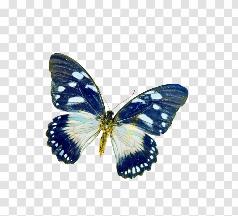 Butterfly Poetry Insect Transparent PNG