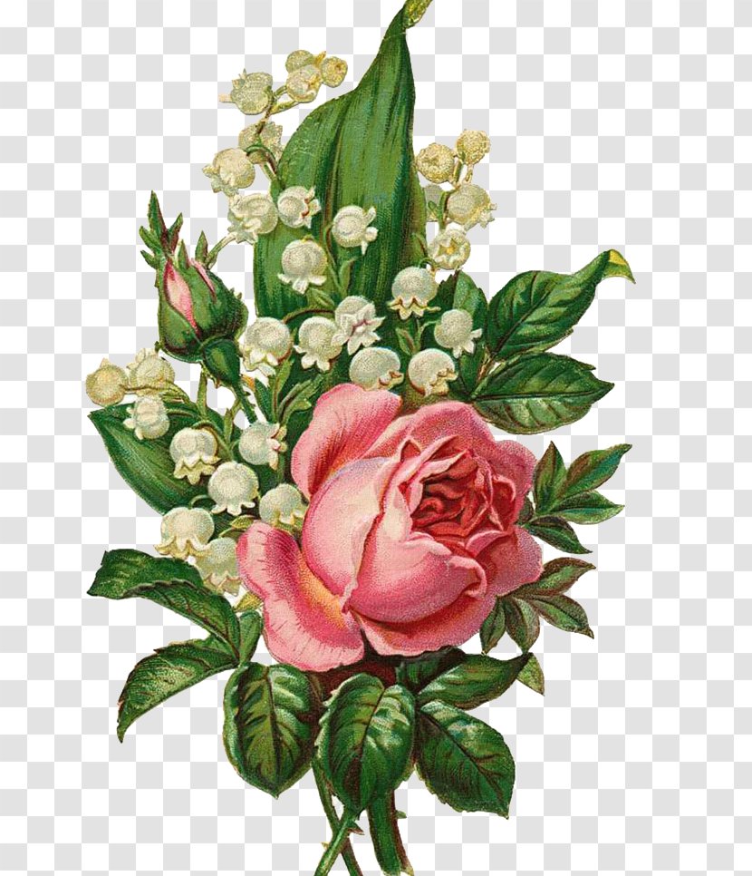 Garden Roses Centifolia Floral Design Flower Bouquet Cut Flowers - Hand-painted Transparent PNG