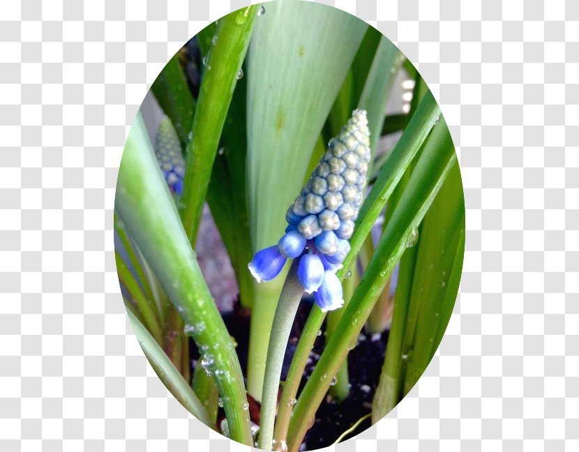 Plant Stem - Hyacinth - Amaryllis Bulb Transparent PNG