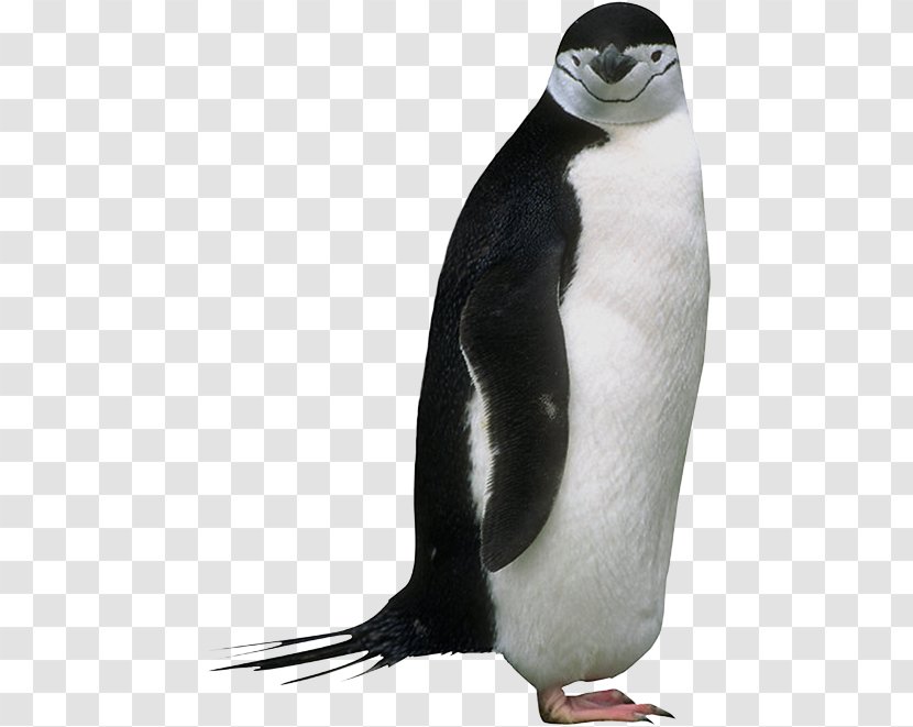King Penguin Animal Clip Art - Gratis Transparent PNG