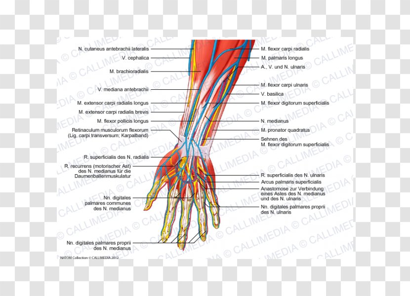 Nerve Forearm Human Anatomy - Frame - Arm Transparent PNG