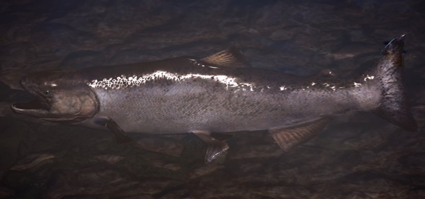 Horizon Zero Dawn Wikia United States Salmon Fish - Copyright - SALMON Transparent PNG
