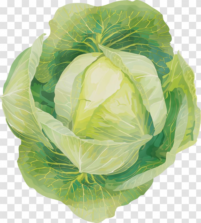 Watercolor Flower Background - Side Dish - Chinese Cabbage Anthurium Transparent PNG