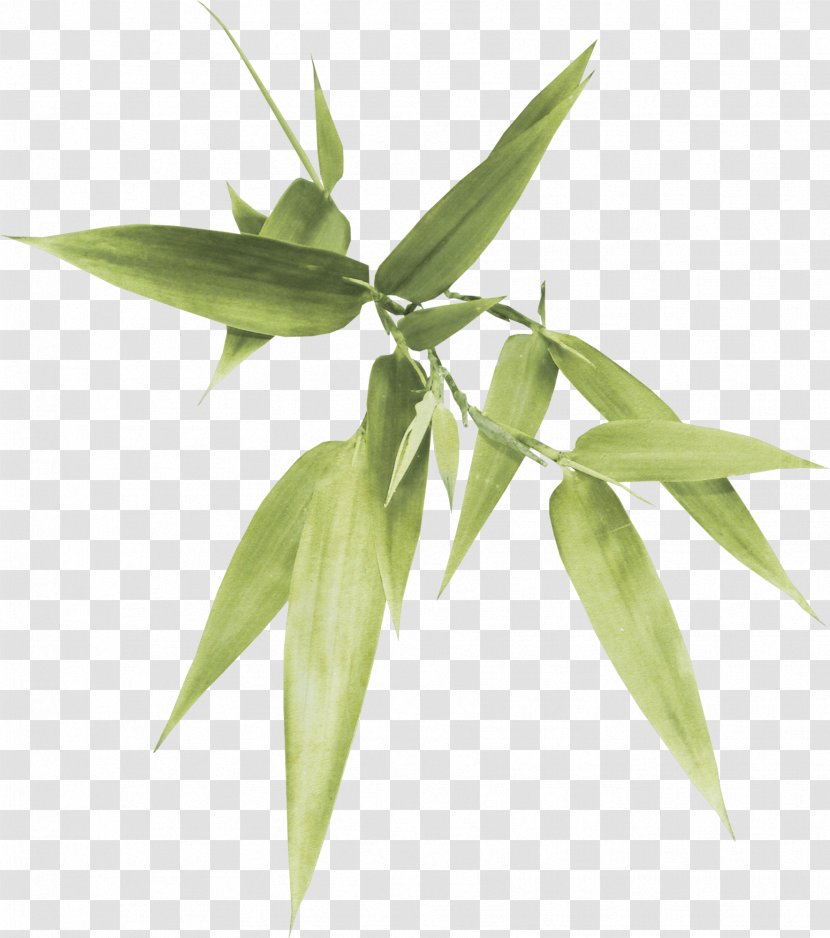 Bamboo Clip Art - Computer Software - Leaves Free Download Transparent PNG