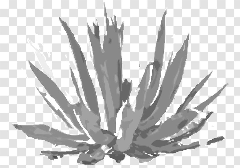 Agave Tequilana Los Altos De Jalisco Ayate LICORAMA - Leaf - Maguey Watercolor Transparent PNG