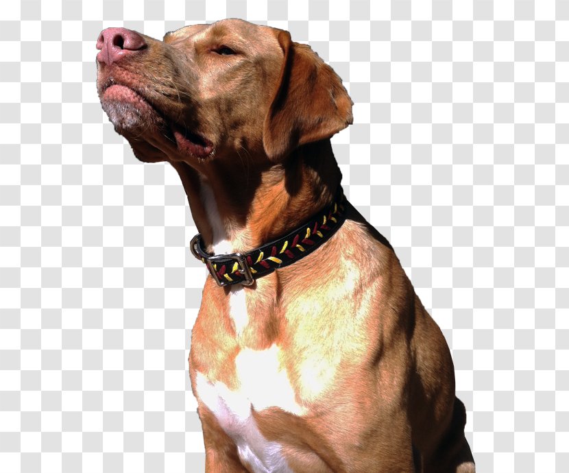 Vizsla Rhodesian Ridgeback Tosa Dog Breed Rottweiler - Collar Transparent PNG