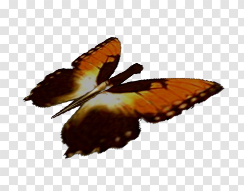 Nymphalidae Butterfly Moth Dudley Dursley Zip - Paint Transparent PNG