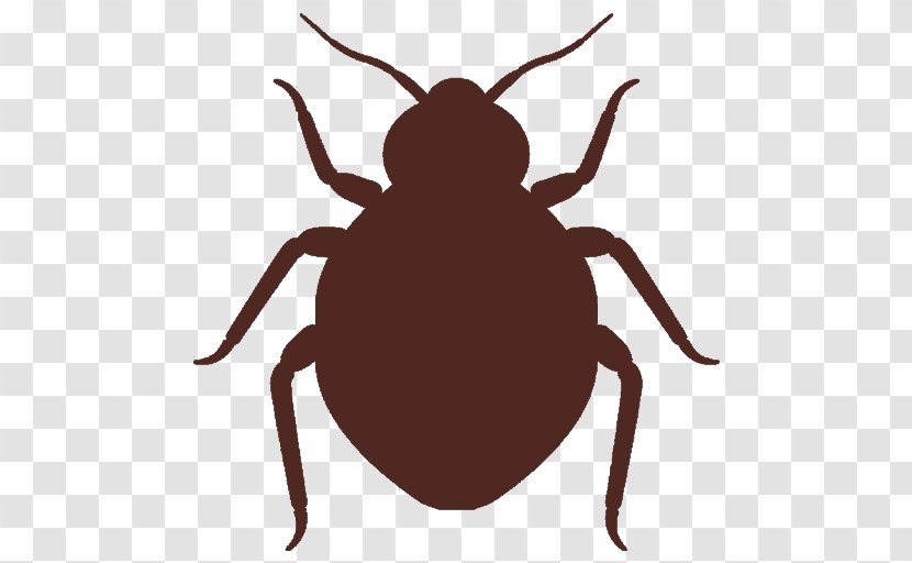 Insect Pest Parasite Tick Beetle - Darkling Beetles - Bug Transparent PNG