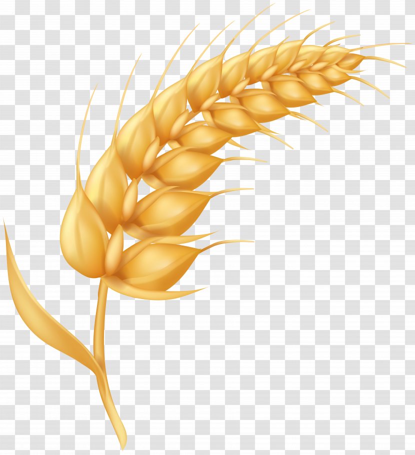 Emmer Cereal Ear Grain - Barley - Clipart Transparent PNG