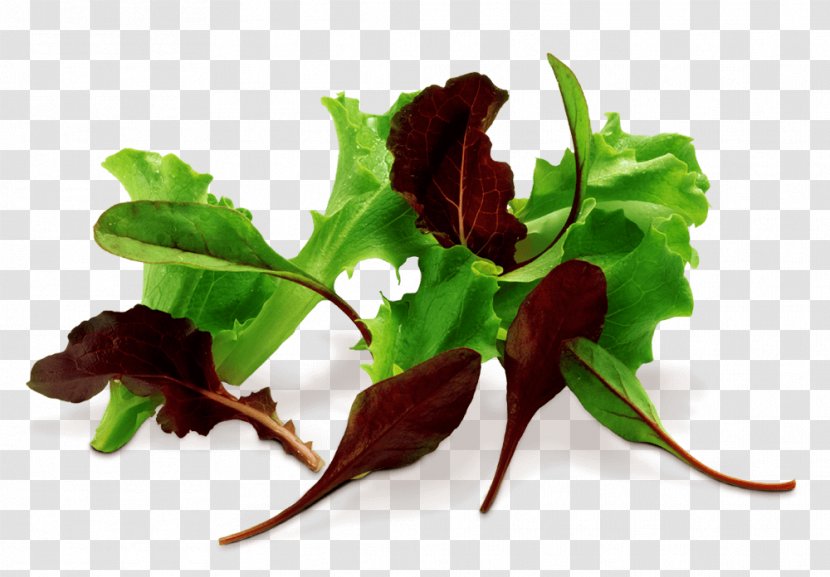 Chard Leaf - Pak Choi Transparent PNG