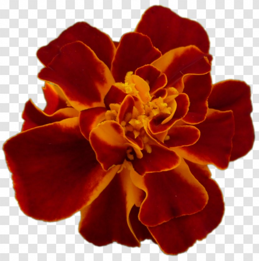 Cut Flowers Family M Invest D.o.o. P!nk RED.M - Pnk - Tarjeta Del Dia Trabajador Transparent PNG